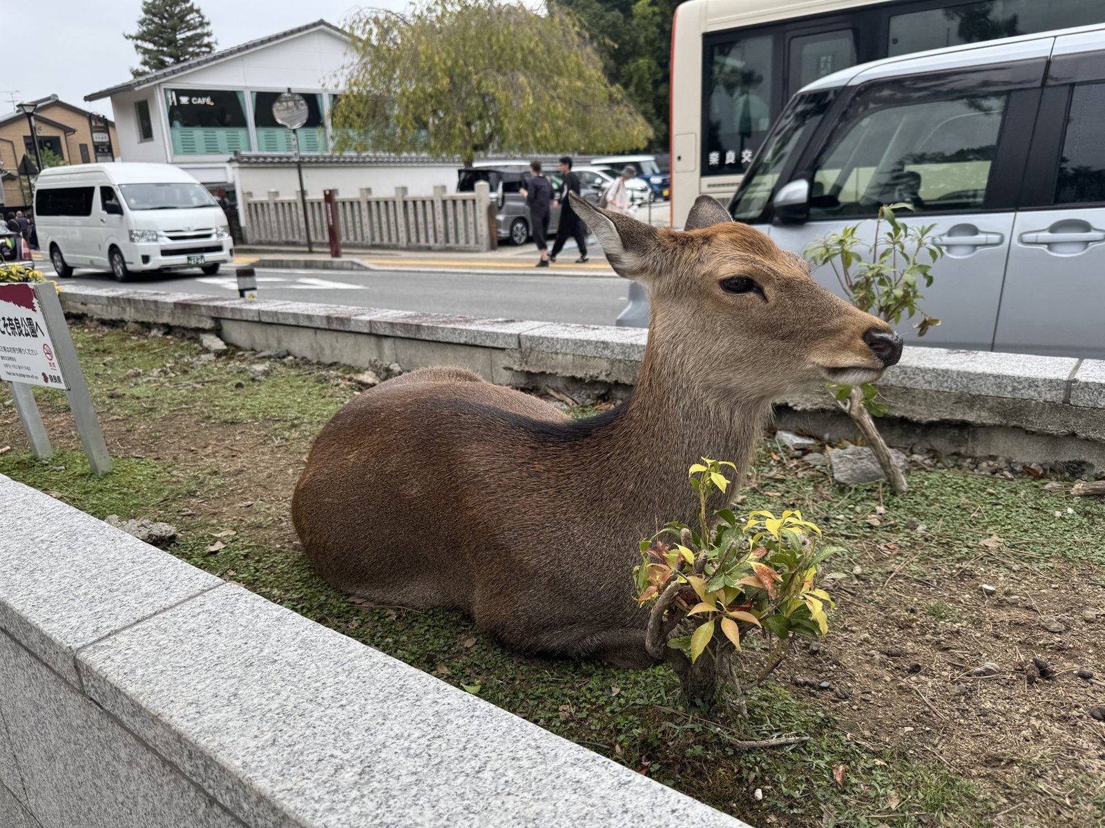 Ranking The 9 Animal Experiences I Did in Japan